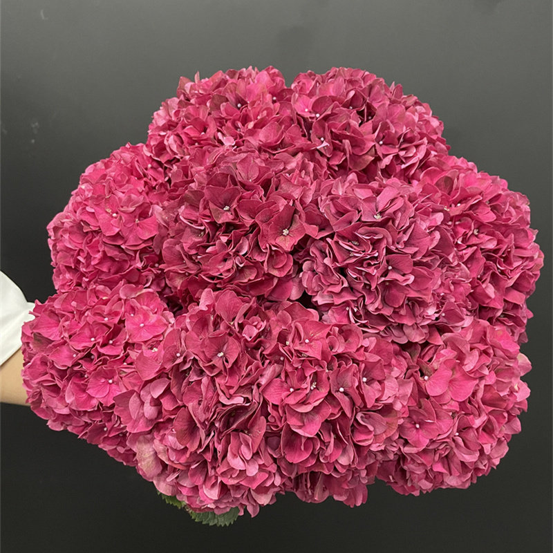 同城鲜花严选精品花材荷兰进口鲜花速递红色绣球花材