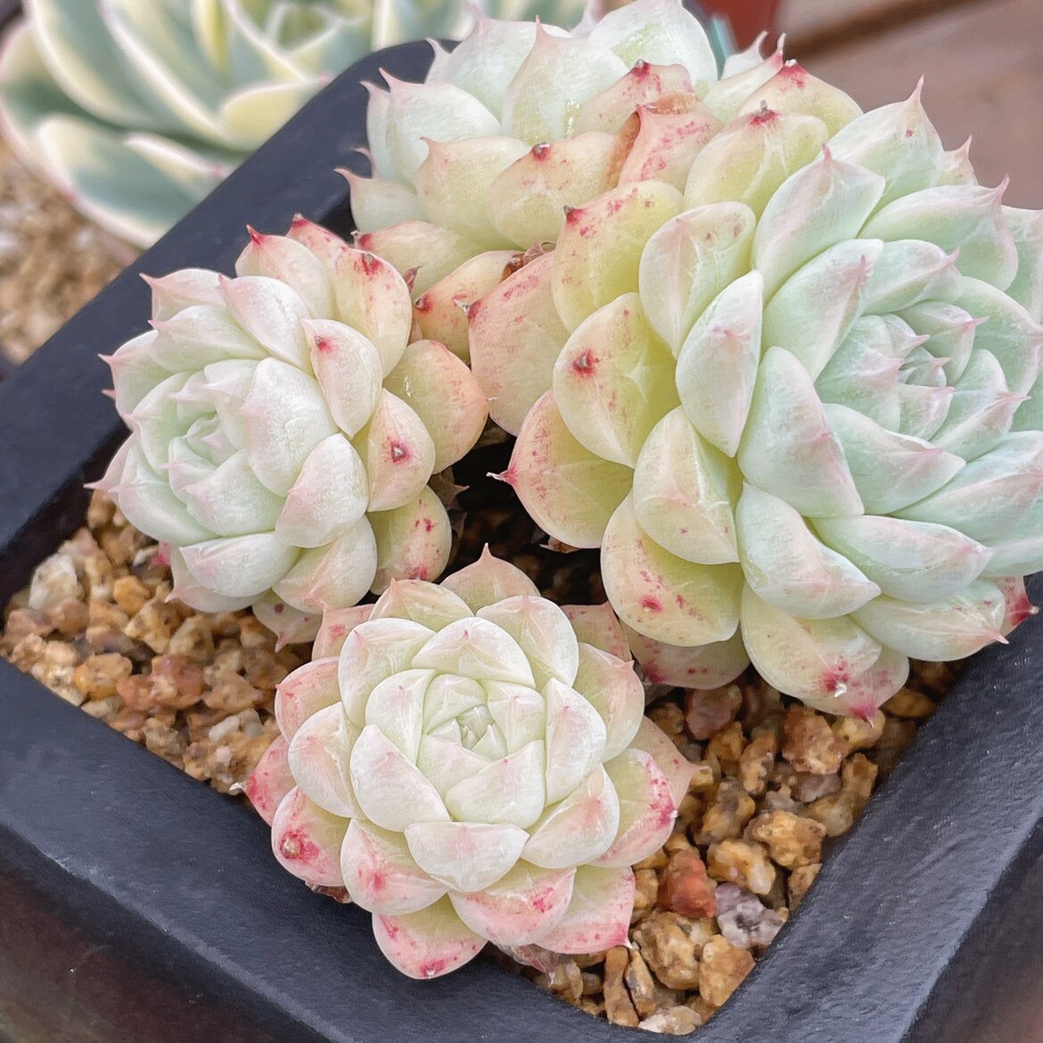 女王玫瑰潘多拉玫瑰花白体边线绿体多肉植物每晚多肉植物