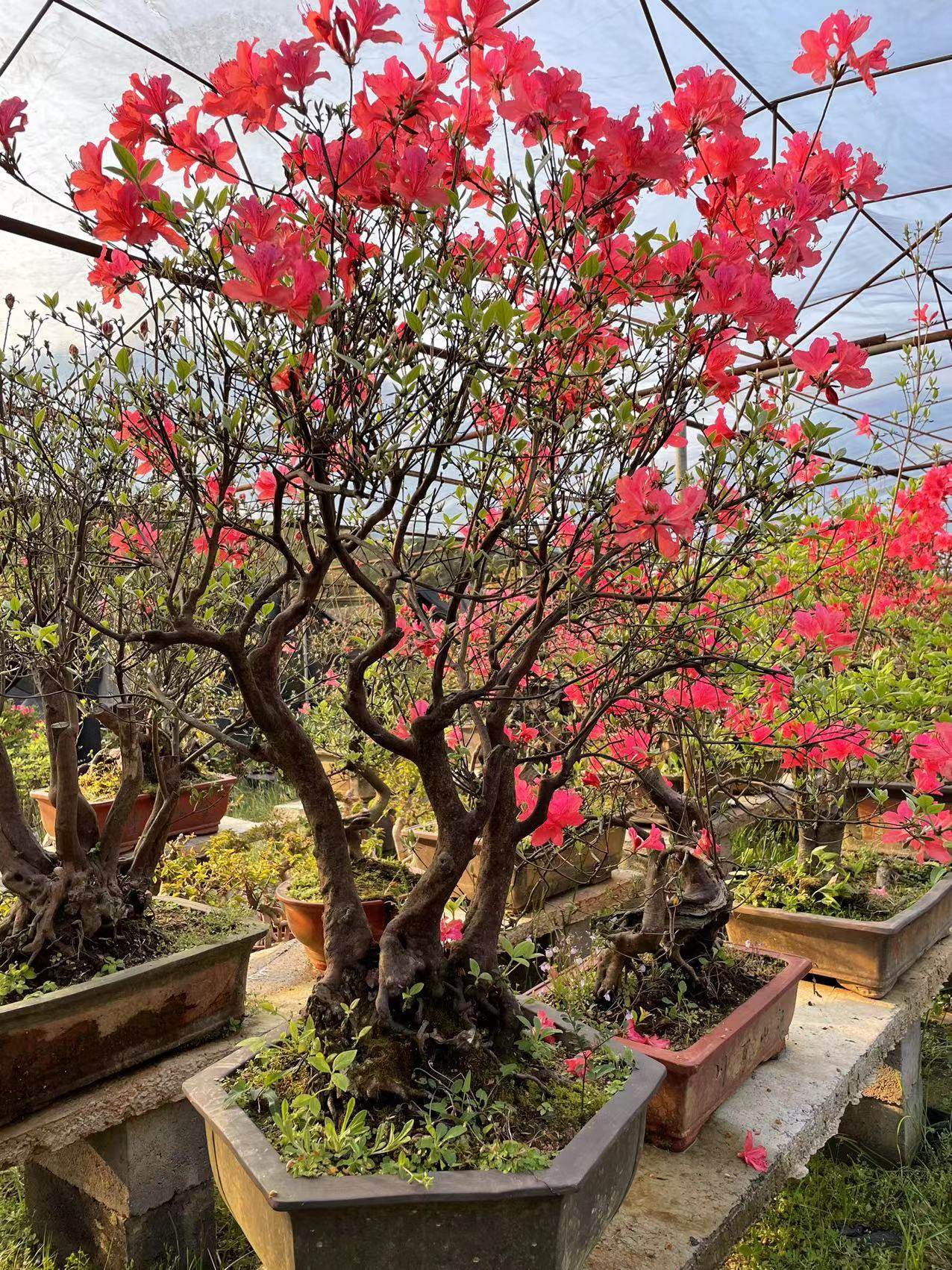 精品杜鹃花小老桩树桩盆景映山红熟桩室内防辐射阳台时令草本花卉