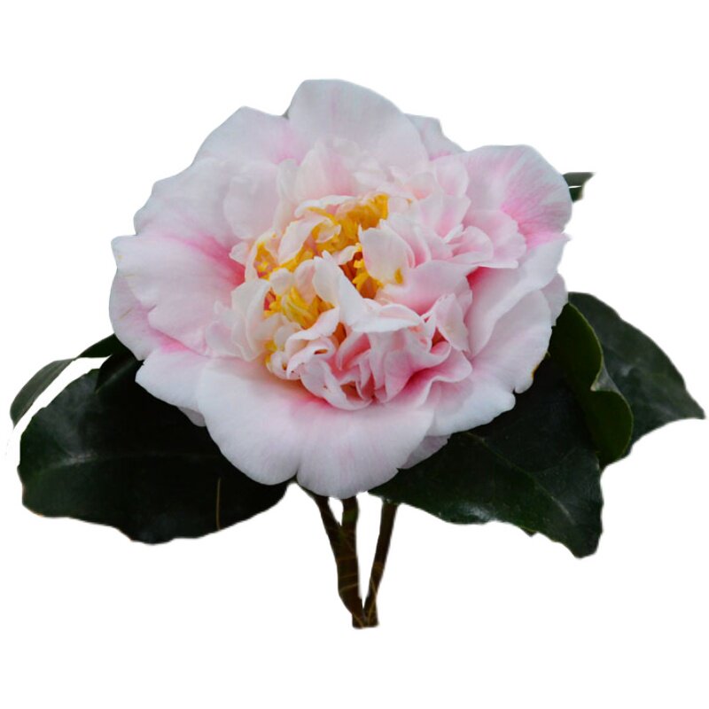 牧童之神名贵山茶花盆栽树苗威尔逊将军粉色大型时令草本花卉