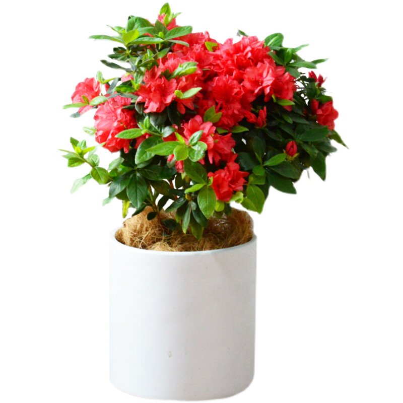 红珊瑚重瓣杜鹃丹东鹃春庭院户外阳台盆栽树苗时令草本花卉