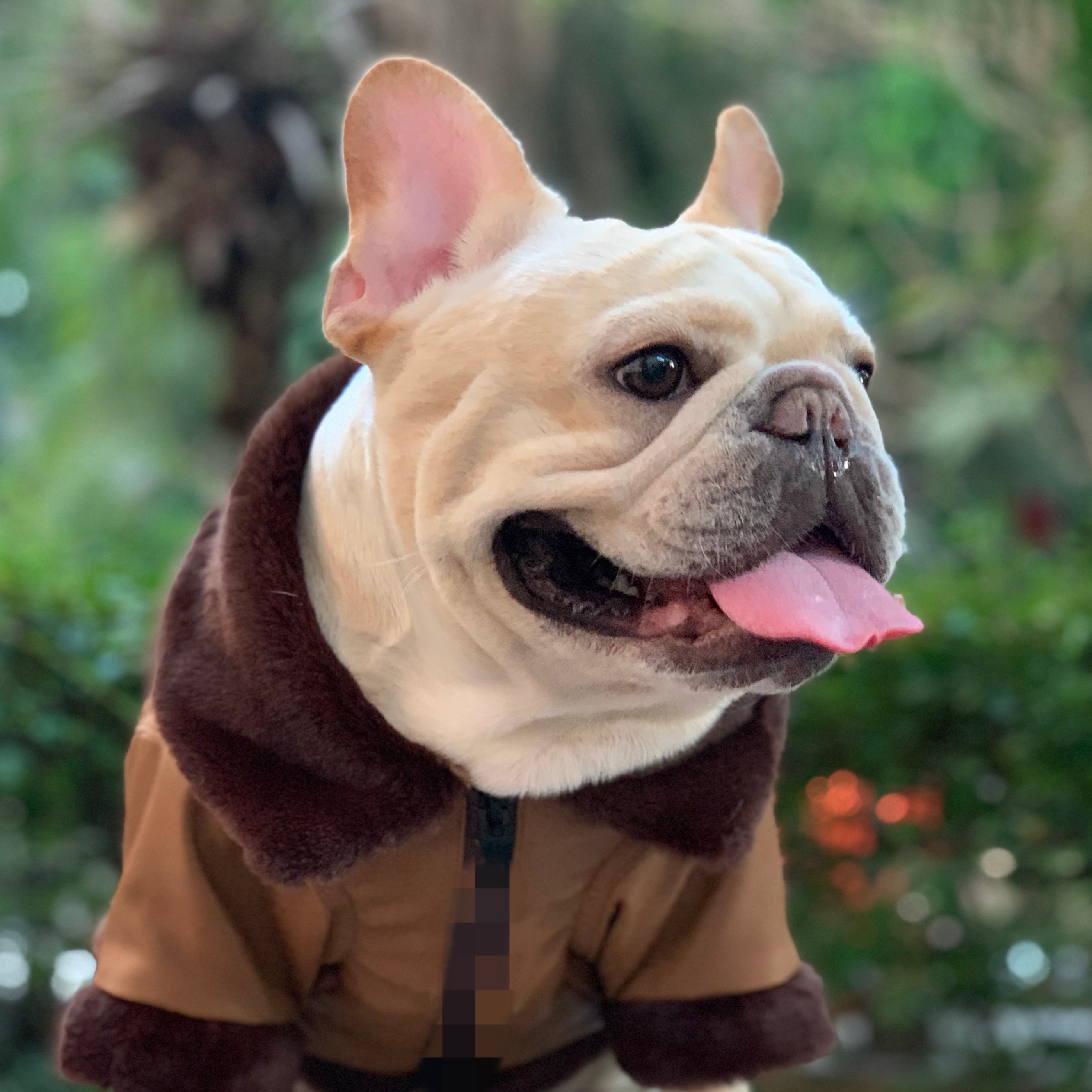 现货十娘法斗衣服加绒保暖毛领皮衣外套皮质宠物服装