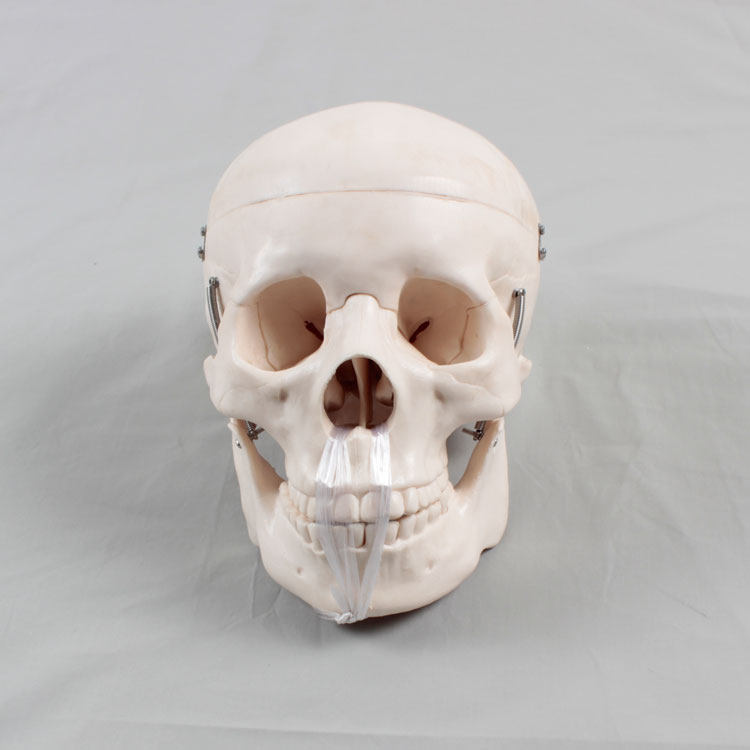 头骨骷髅美术教具教学人体头部骨骼颅骨解剖其它