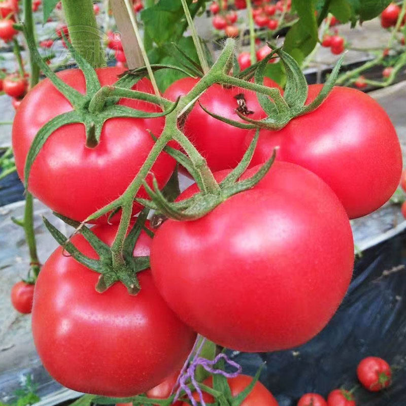 粉帝粉果番茄种子红果粉红色高产早熟抗病毒大西家庭园艺种子