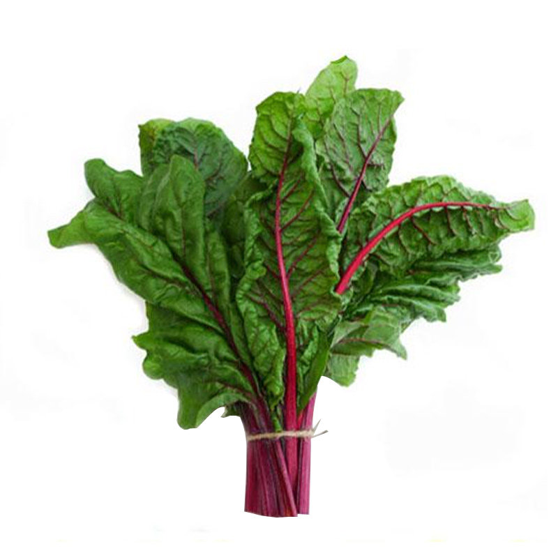 红梗菜种种子菠菜马兰头孑春季阳台种菜四季家庭园艺种子