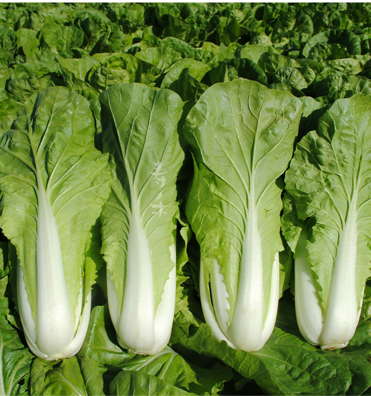 小白菜种子种籽四季南方黄心蔬菜秋季菜籽秋天家庭园艺种子