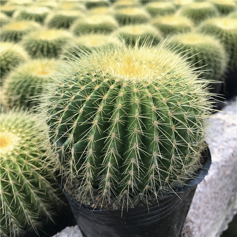 仙人金冠球多植物盆栽花卉单头多头群生防辐射多肉植物