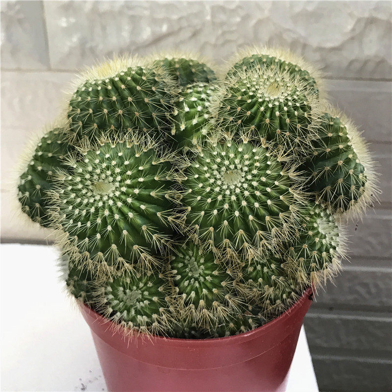 仙人金冠球多植物盆栽花卉单头多头群生防辐射多肉植物