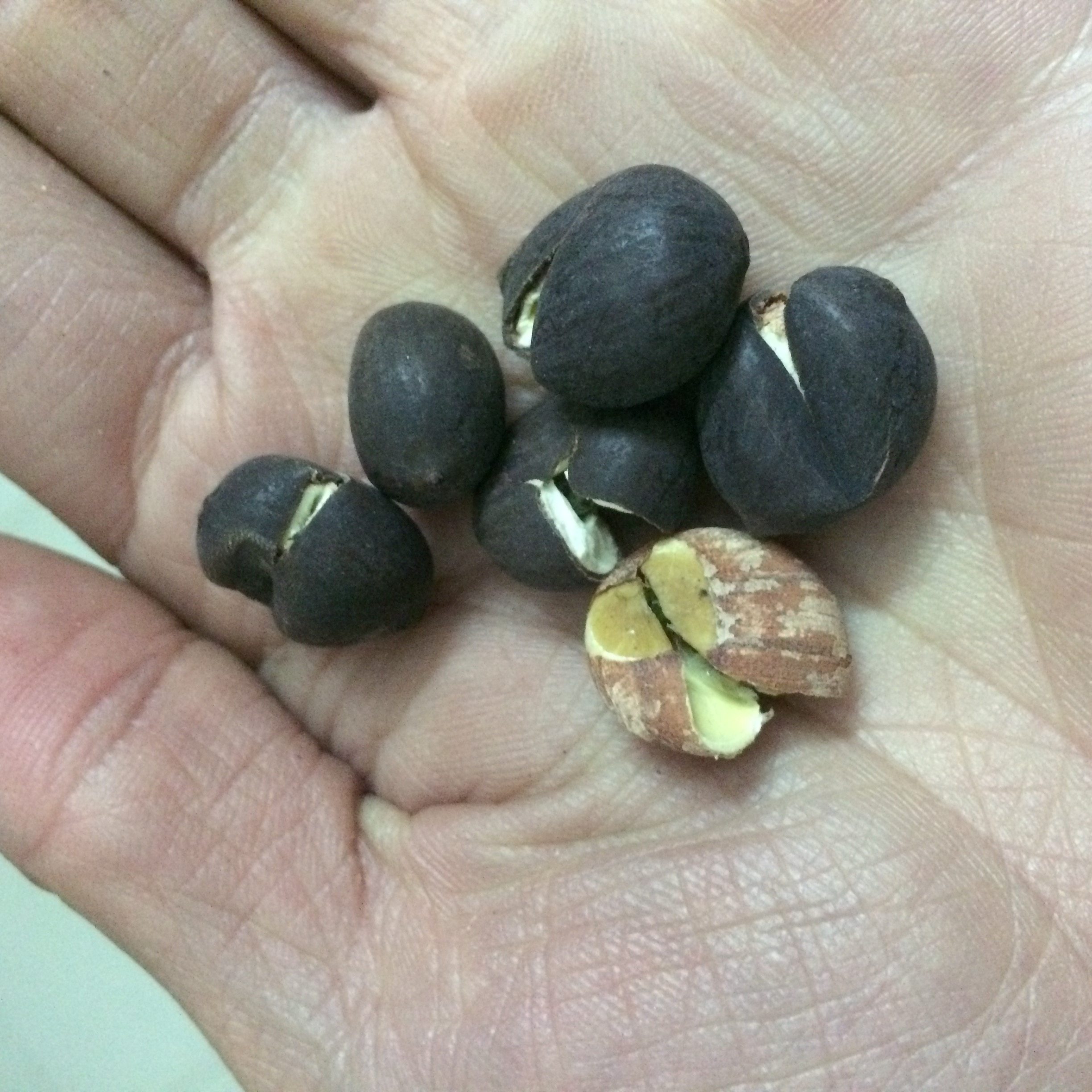 莲子带壳湖北洪湖特产磨皮煲汤白莲农家零食莲子