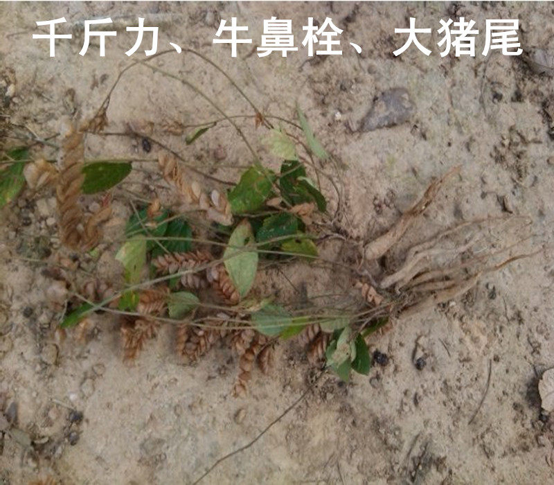 新鲜野生中药材千斤力 新鲜千斤力,牛鼻栓,大猪尾 一斤起订