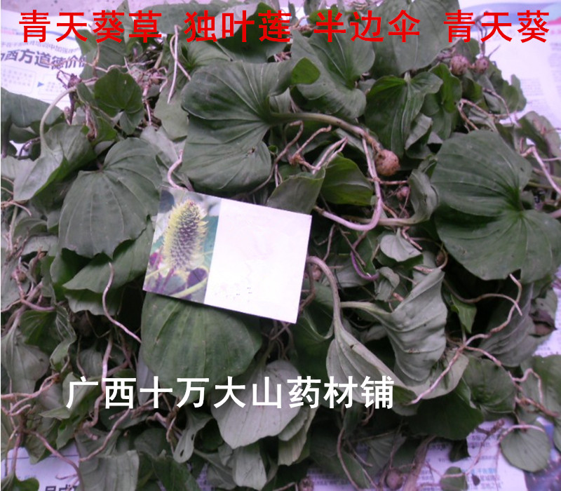 野生中药材青天葵草 独叶莲 半边伞 青天葵 500克起售