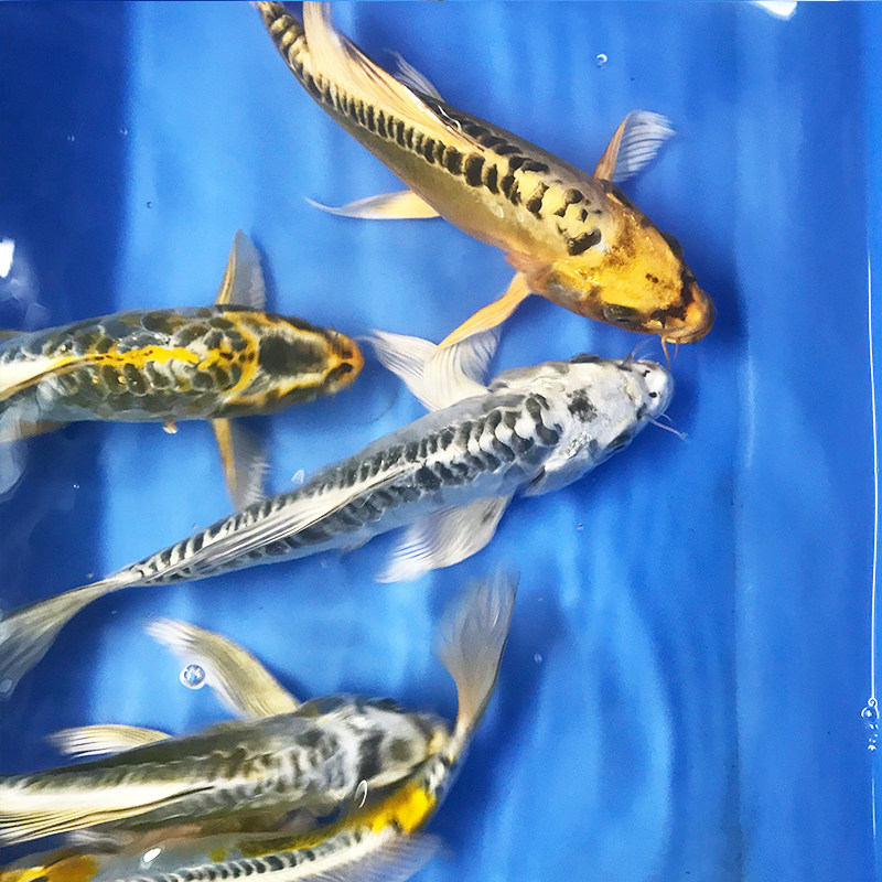 锦鲤德系辉龙秋翠皮鲤三道纯种德国国大鳞片鱼