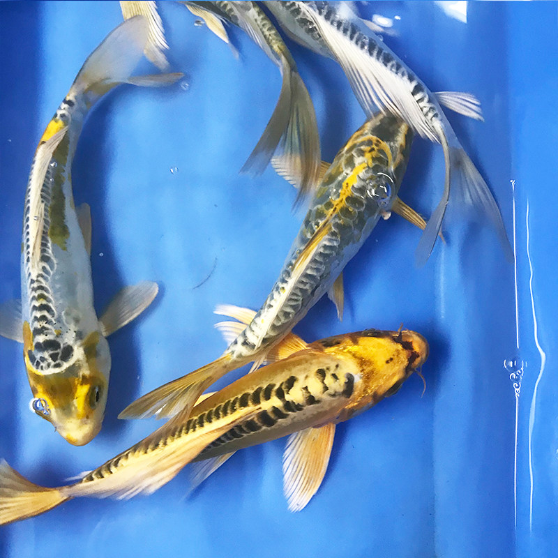 锦鲤德系辉龙秋翠皮鲤三道纯种德国国大鳞片鱼