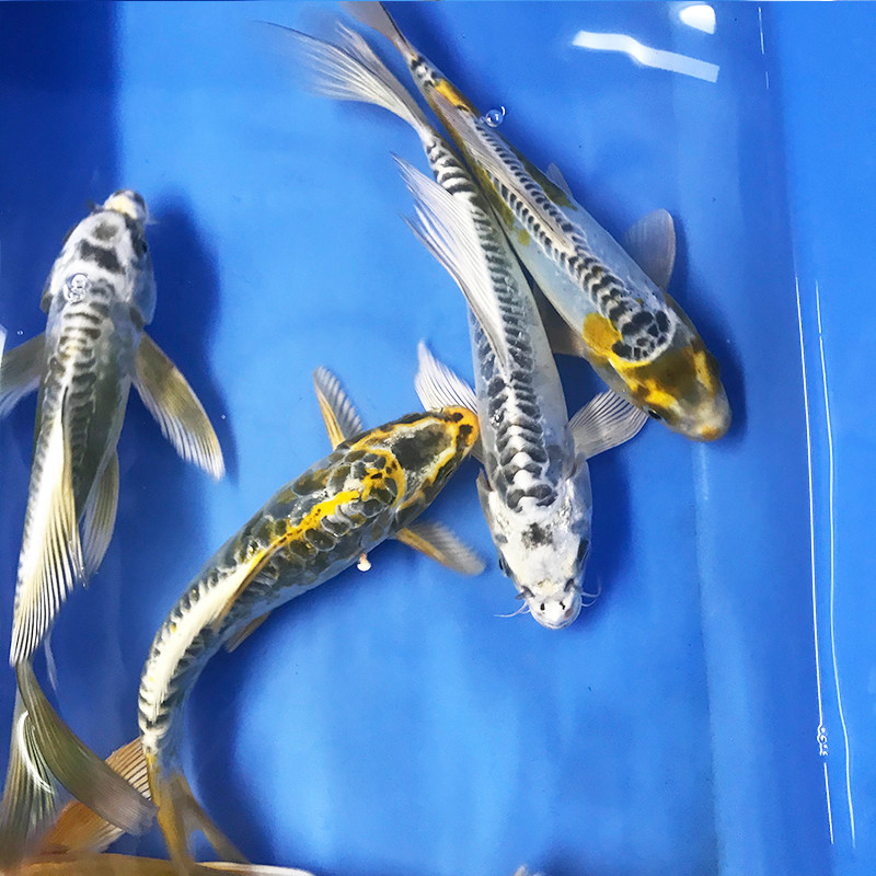 锦鲤德系辉龙秋翠皮鲤三道纯种德国国大鳞片鱼