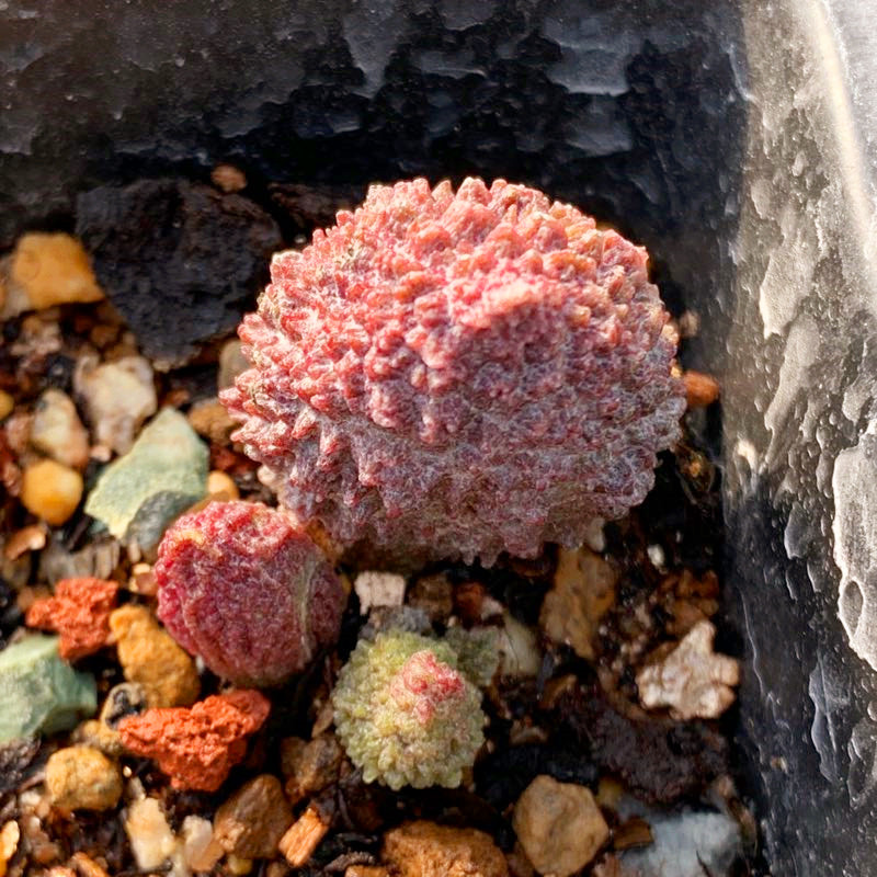 水泡多肉植物进口稀有景天天大朱子玉水叶片多肉植物