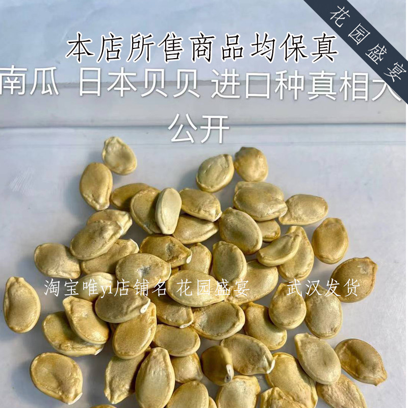 进口日本正宗迷你贝贝南瓜种子3粒甜干面糯家庭园艺种子