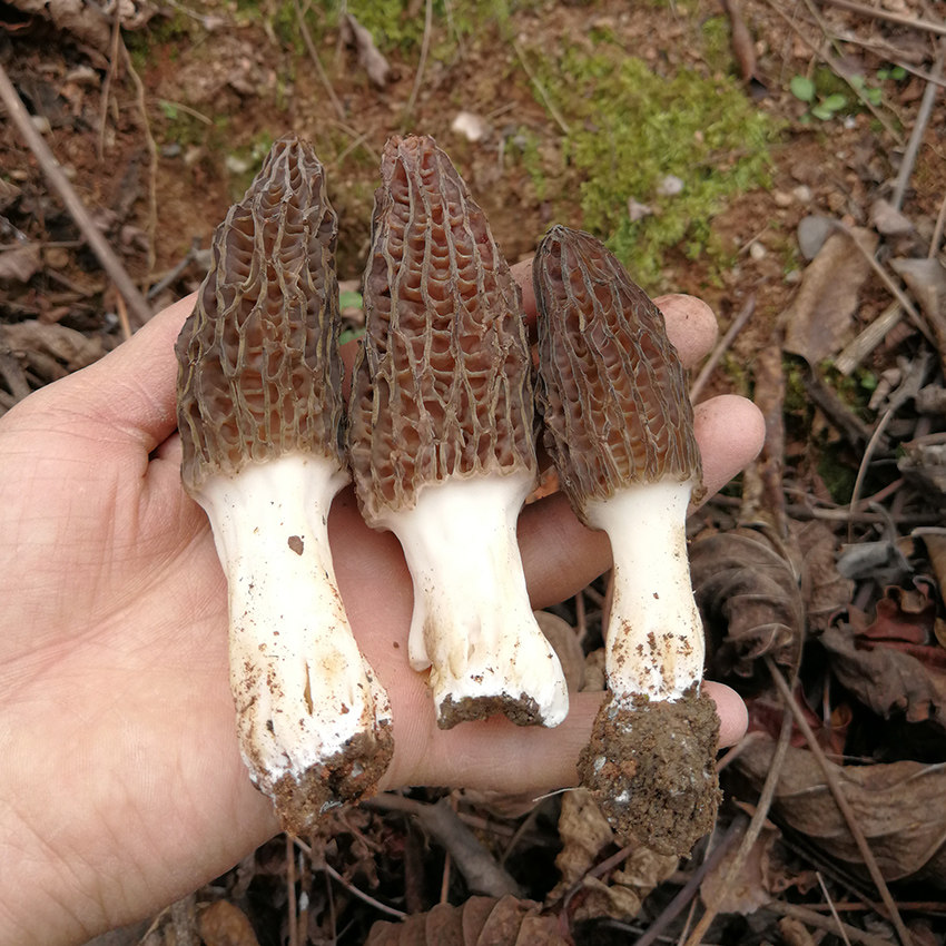 羊肚野生干货菇嫩剪柄煲汤天然神农架房县十堰香菇类
