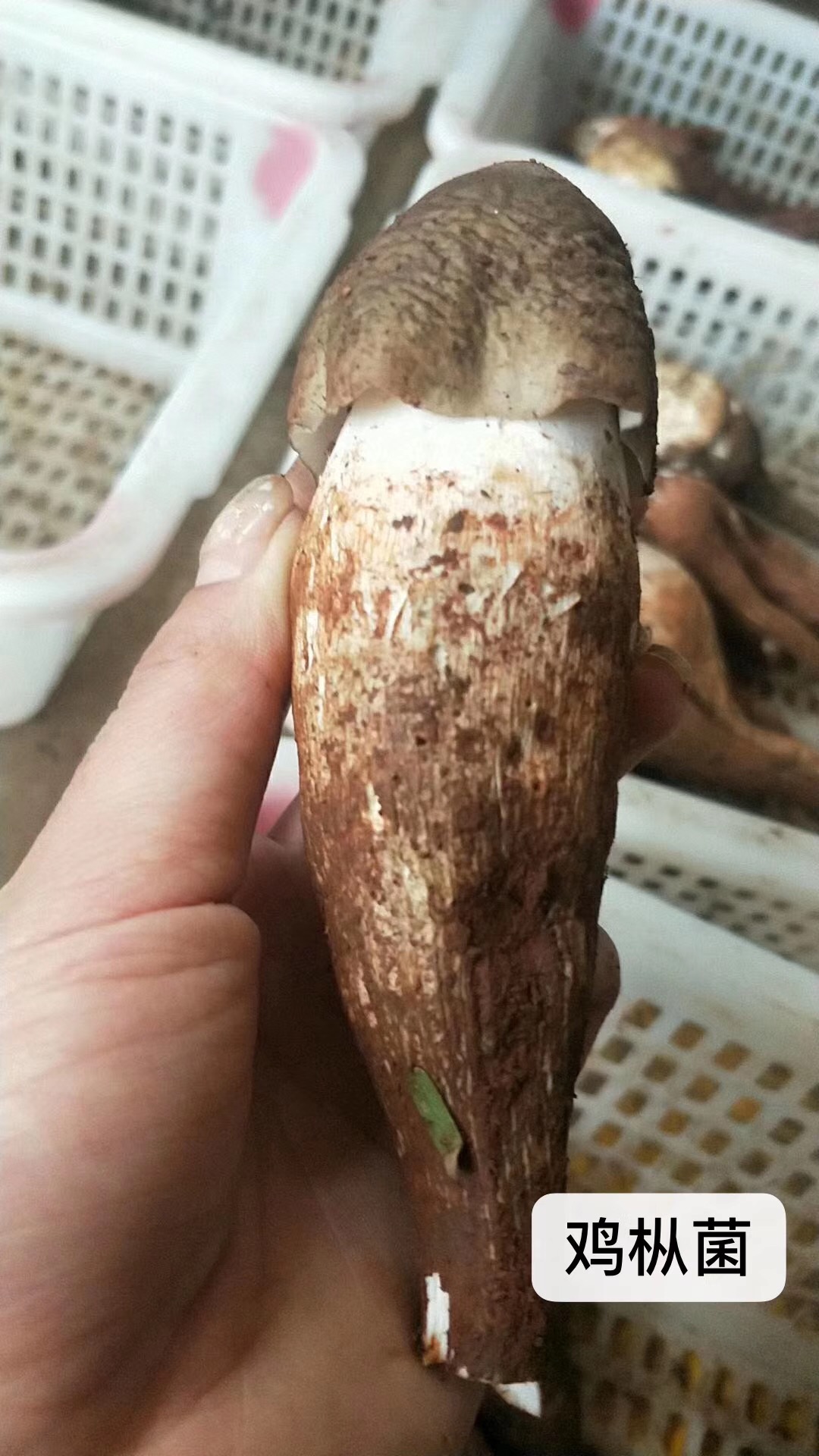 云南新鲜鸡枞菌 荔枝鸡棕菌 鸡纵菌 云南野生菌非新鲜松茸500g