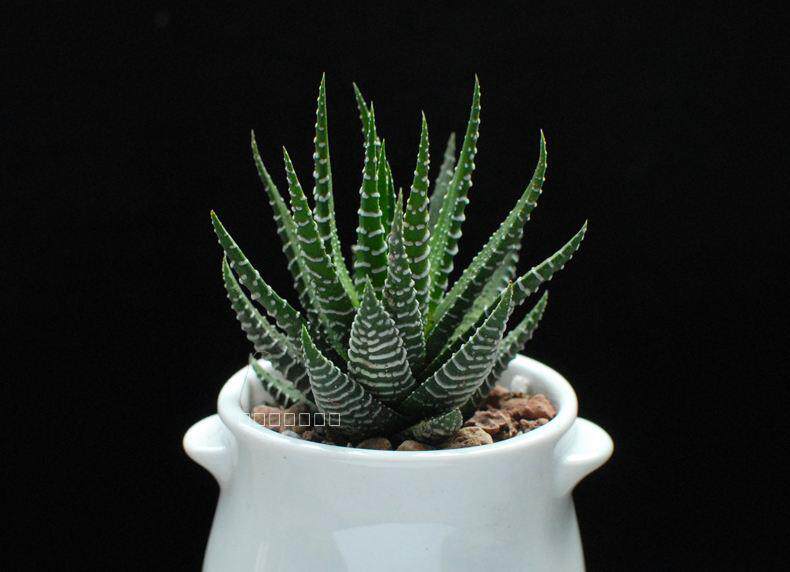 多肉植物仙人掌花卉绿植条纹十二鹰爪12卷多肉植物