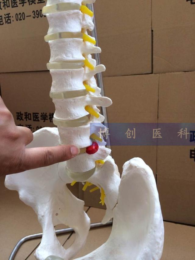 医用人体脊柱模型人体骨骼大脊椎成人1:1带颈椎胸椎尾