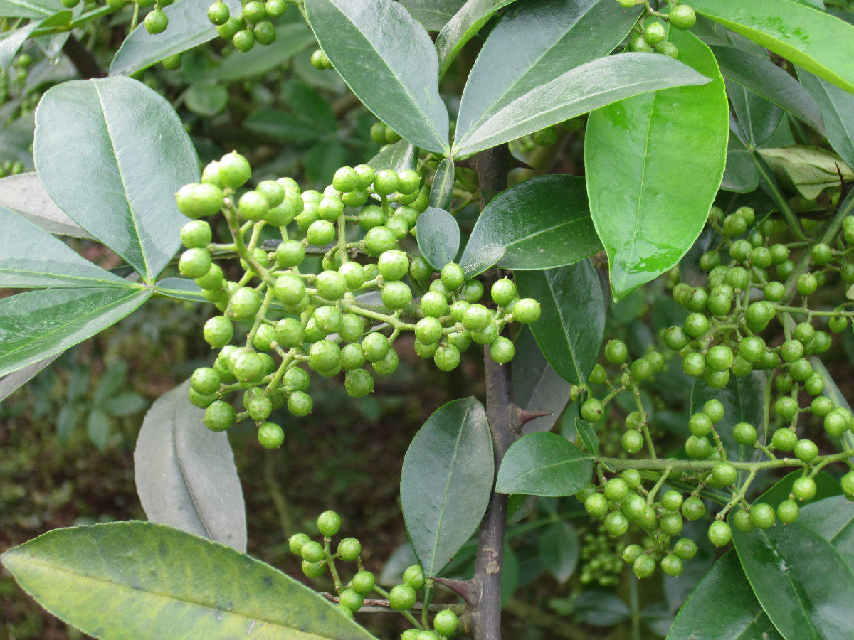 四川重庆特产新鲜青花椒新鲜藤椒麻椒香料调料火锅特麻榨油700克