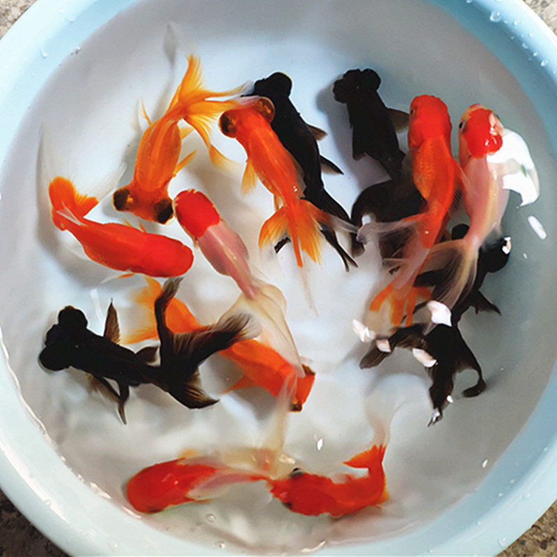 金鱼活体观赏观赏鱼鱼草锦鲤鲤鱼冷水鱼淡水鱼混养鱼