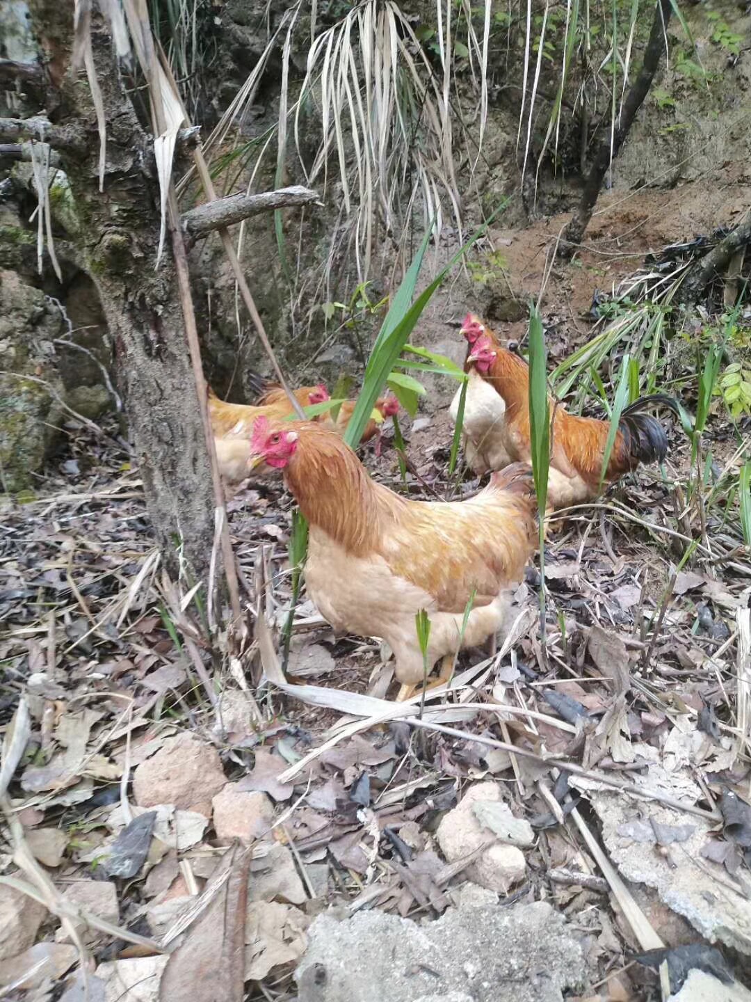 梅州大埔农家散养果园土鸡胡须鸡走地山地鸡月整鸡