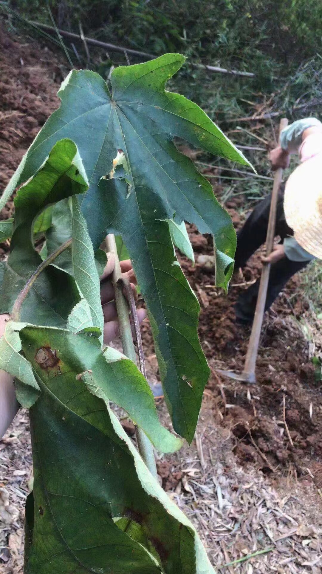 毛桃五指扎根500g野生无硫特级五爪龙根新鲜其它