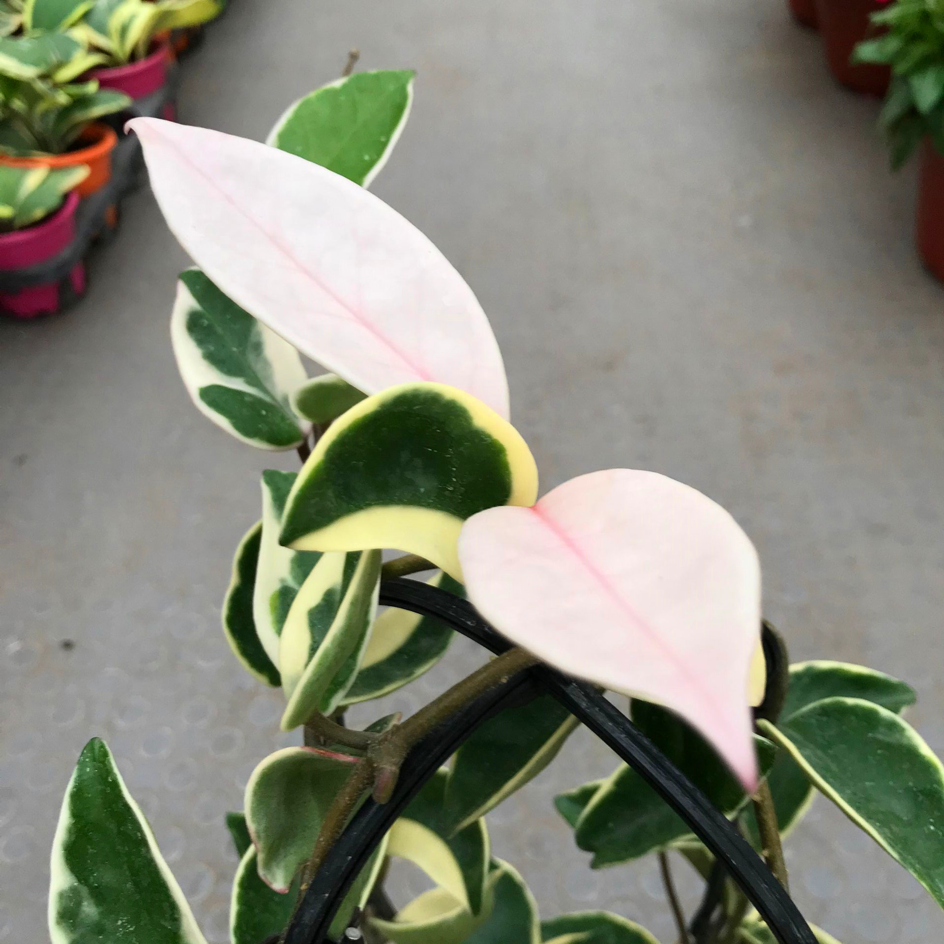 植物球兰攀爬花叶盆栽心叶心形花卉花卉