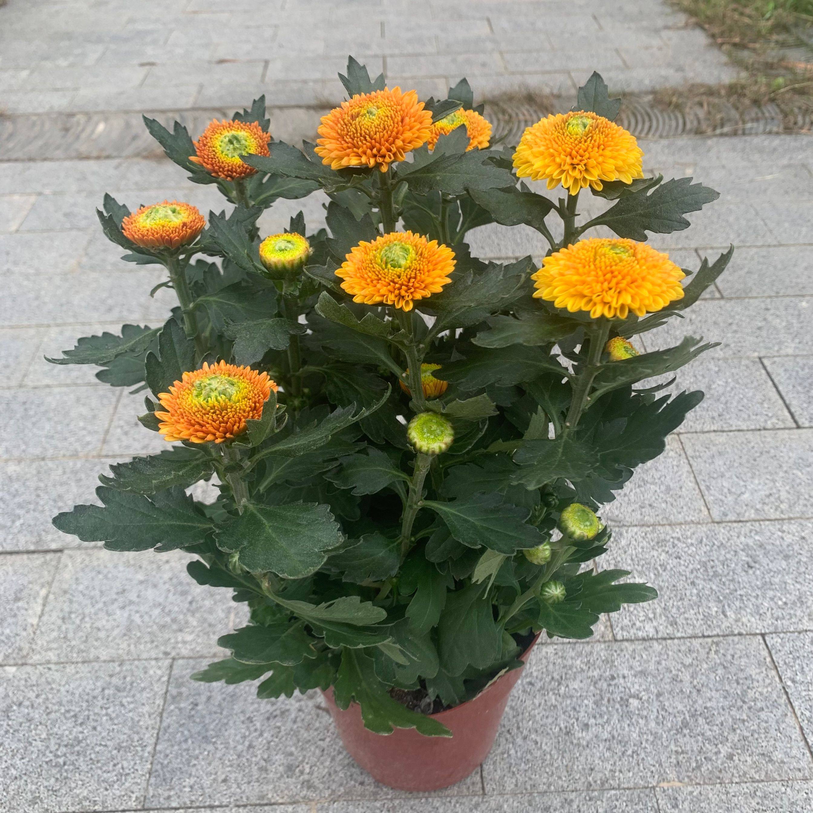 乒乓盆栽带花阳台庭院开花植物重瓣菊花四季花卉