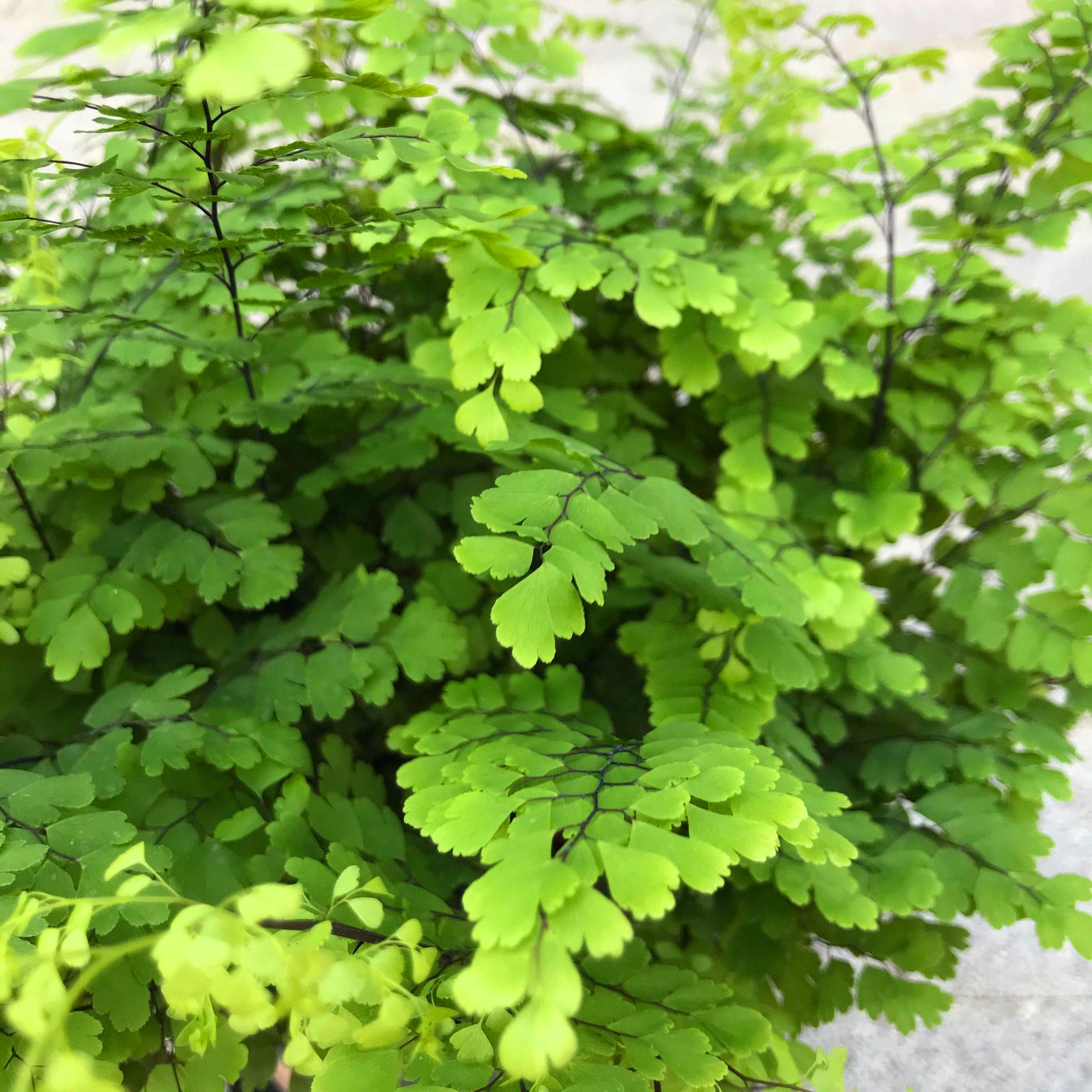 植物铁线蕨蕨类花卉凤尾波斯顿室内耐阴盆栽阳台观绿植