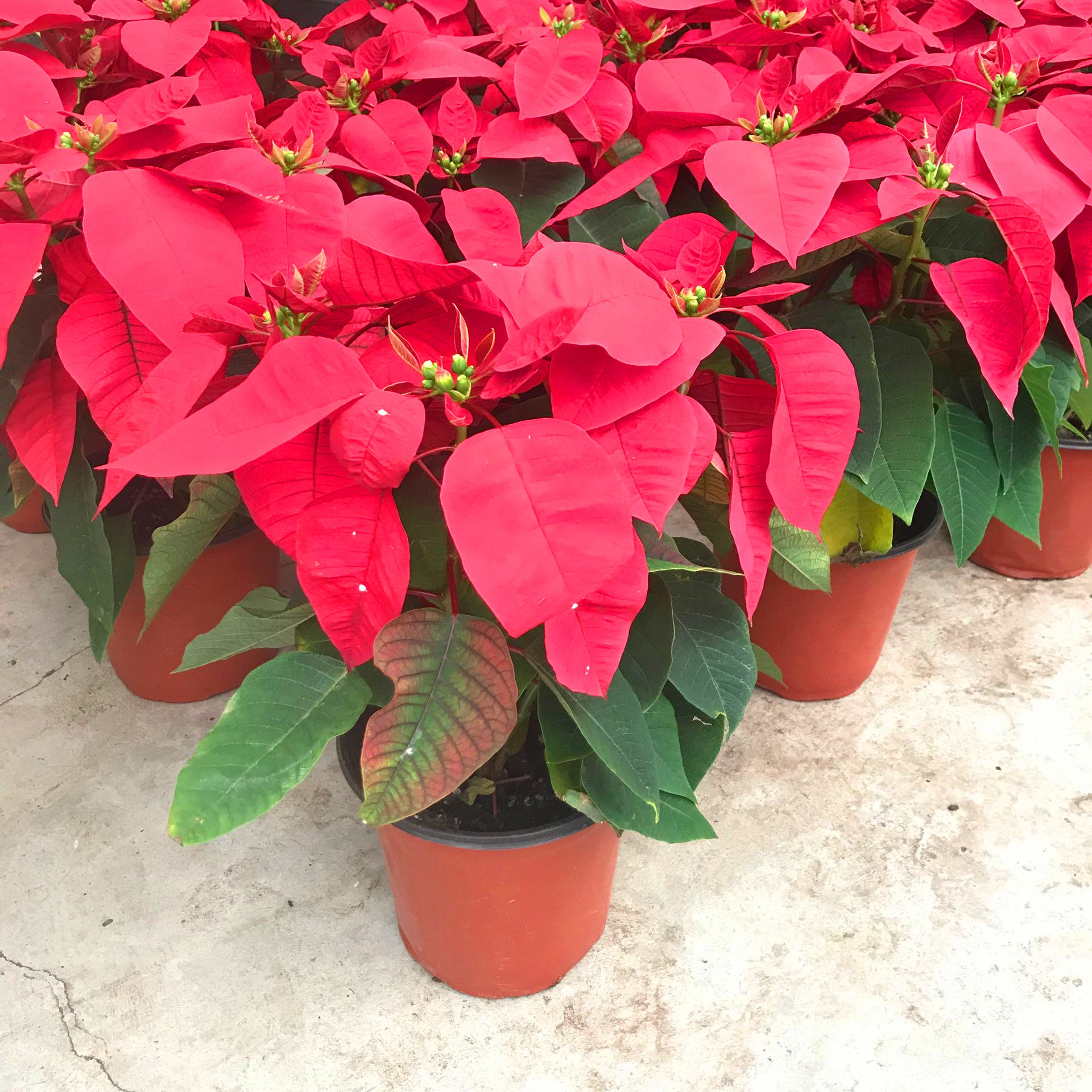 花卉一品红室内盆栽圣诞一品红花中之又名万年红时令草本花卉