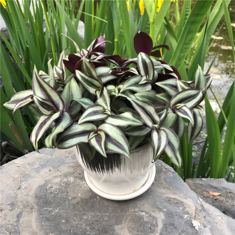 盆栽紫叶吊竹吊兰绿植紫罗兰阳台室内易养包邮绿植