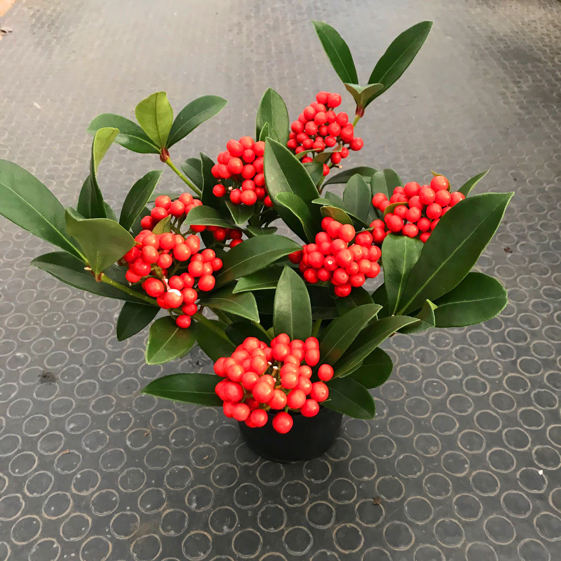 红玉珠小花苗花卉盆栽室内观植物红果茵芋紫玉绿植