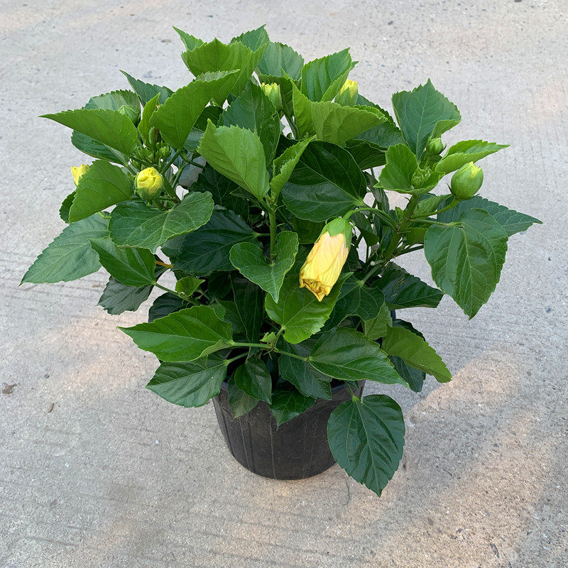 盆栽扶桑花朱观花木本阳台植物花卉四季开花时令草本花卉