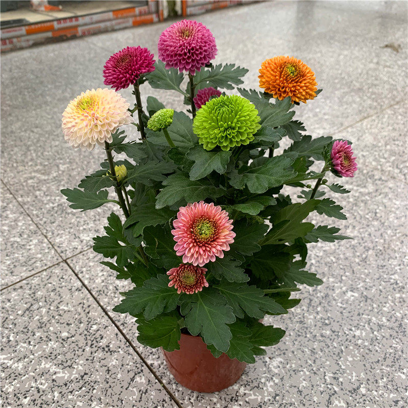 乒乓盆栽带花阳台庭院开花植物重瓣菊花四季花卉
