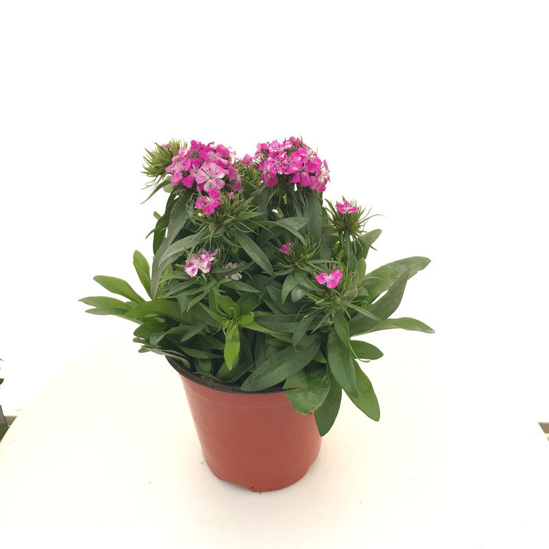绣球石竹盆栽五彩石竹四季开花易种活混色皮实好养香石竹包邮
