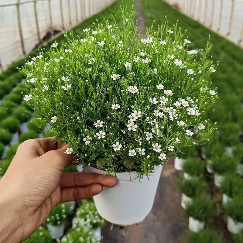 满天星花苗大叶盆栽吉普赛阳台花卉植物花园新娘时令草本花卉