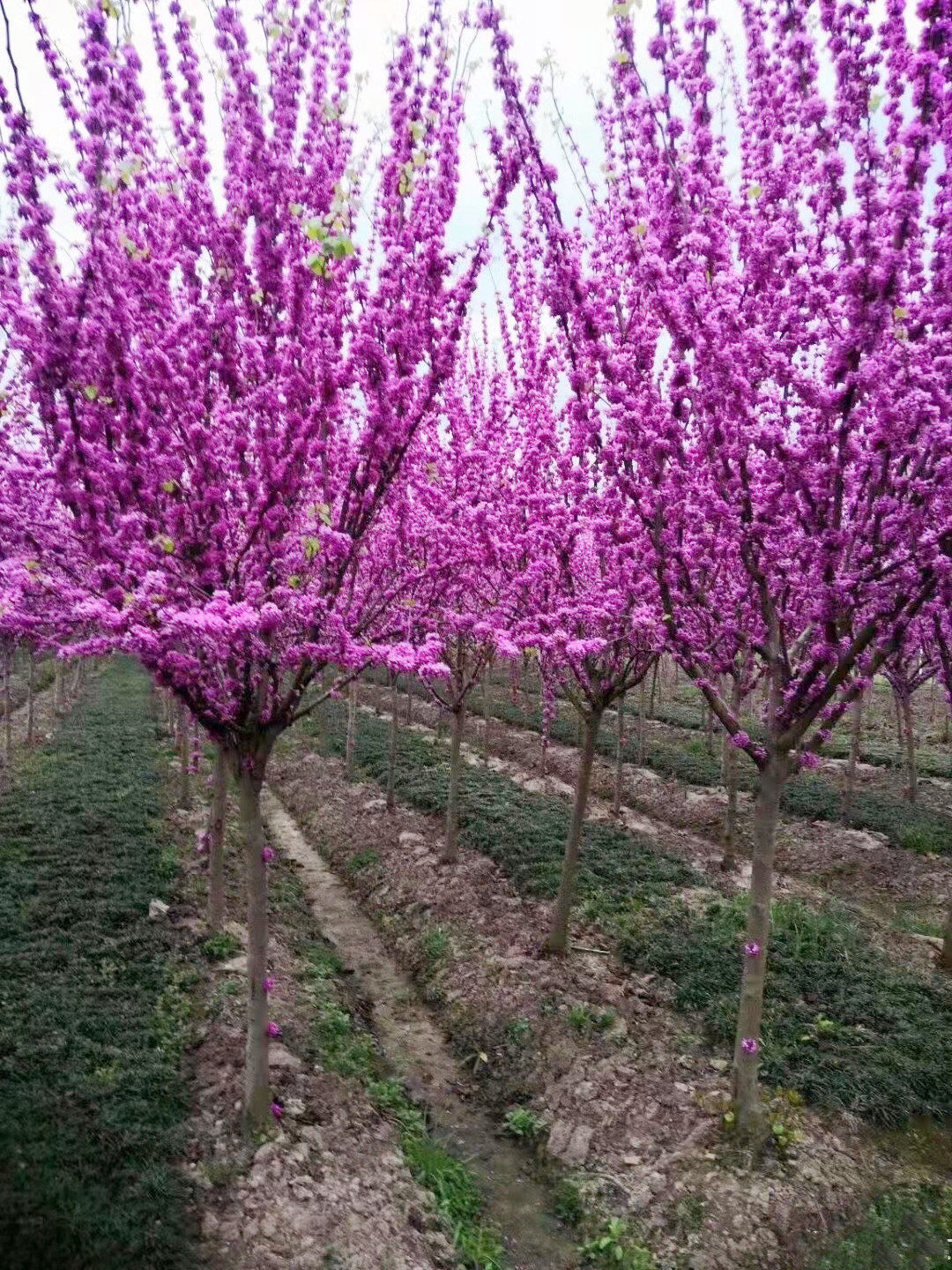 紫荆花苗树苗 满条红 紫珠 丛生·独杆.庭院开花植物绿化工程苗木