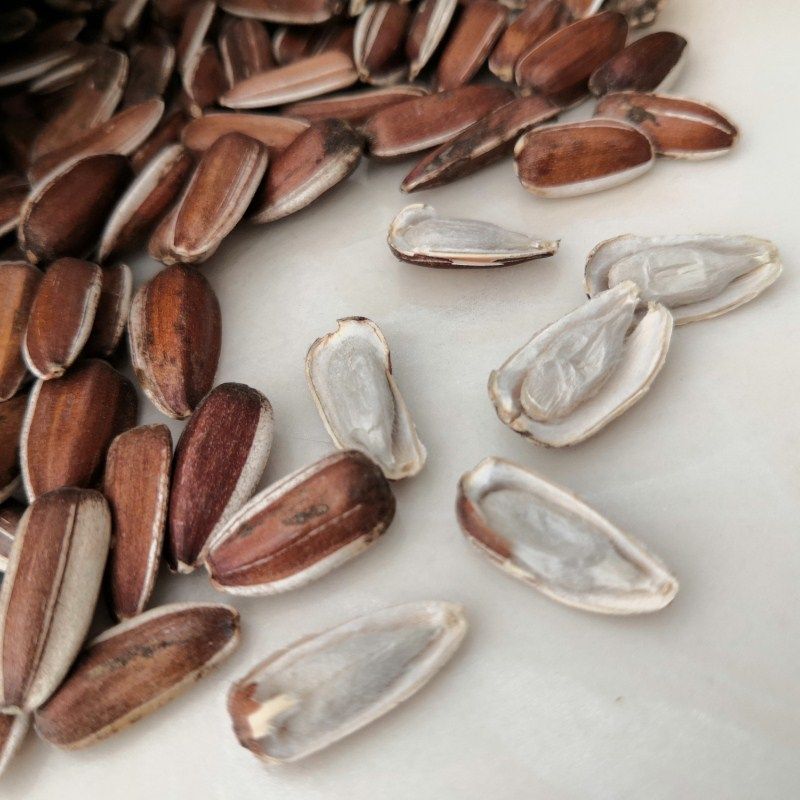 云南2020年高原高原红红皮瓜子葵花花子南生葵花籽瓜子