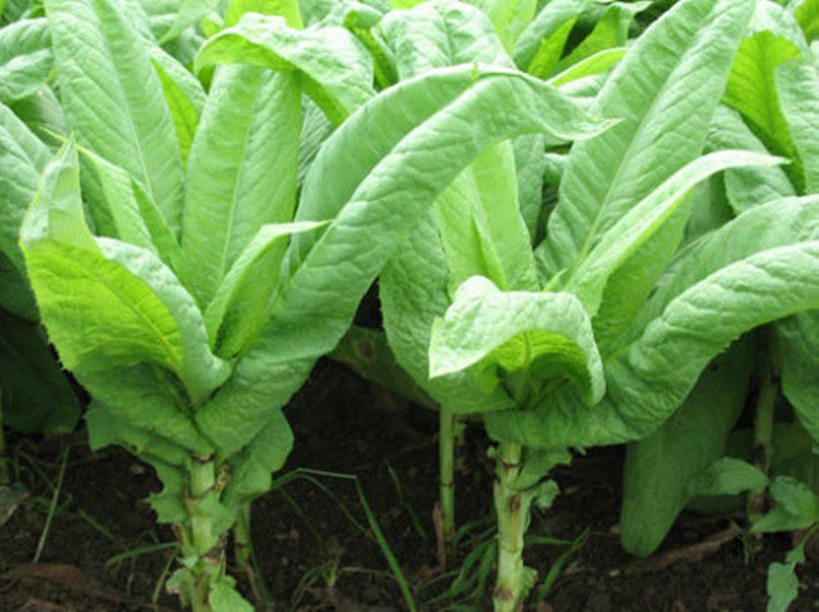 浙江温州泰顺特产第一店苦马皮苦马农家蔬菜其它