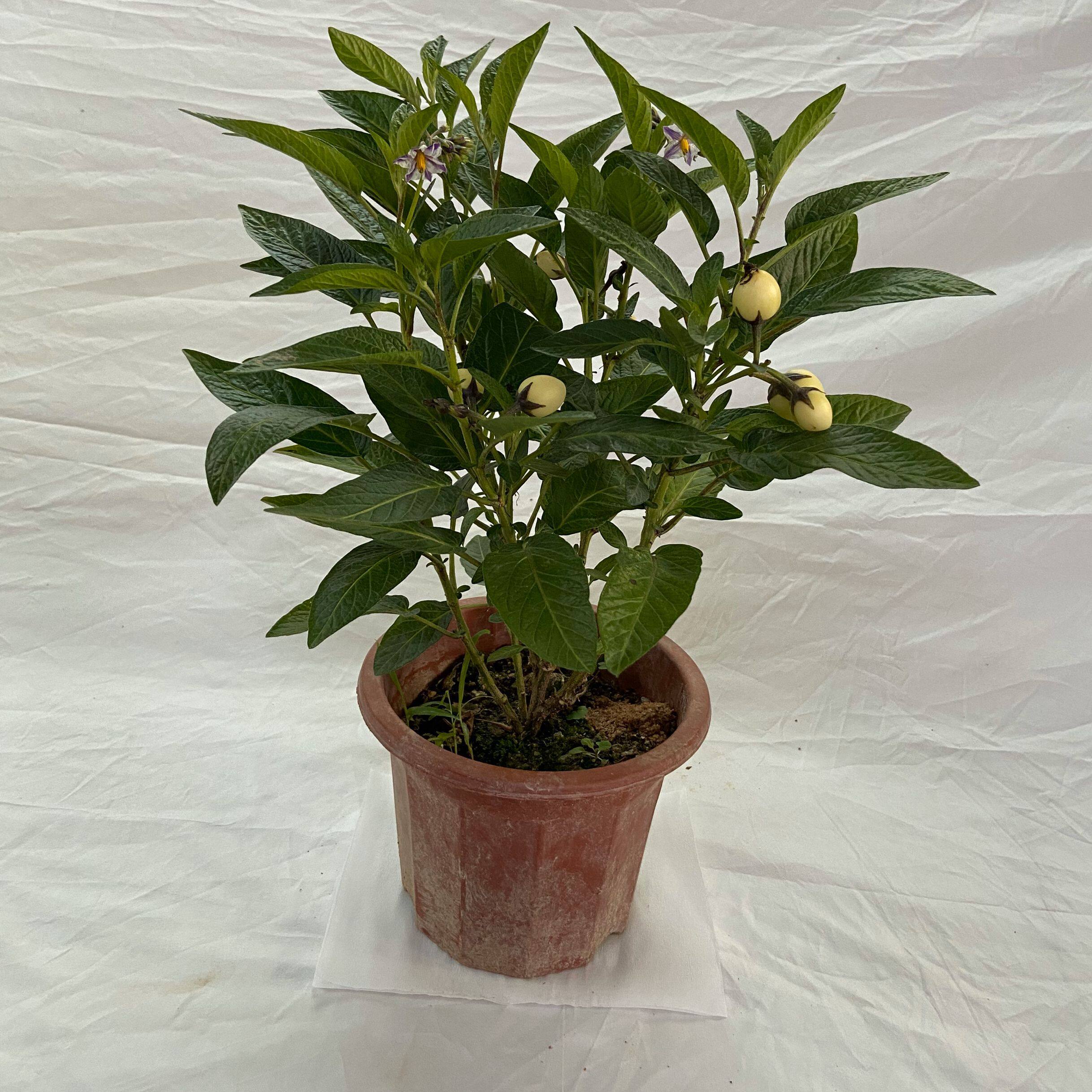 人参果人参果苗四季结果仙桃长寿南方茄瓜苗人果树