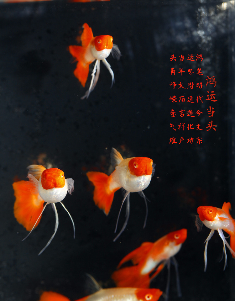 精品鸿运当头孔雀鱼红头包头包鳃麒麟缎带活体观赏鱼热带鱼凤尾种