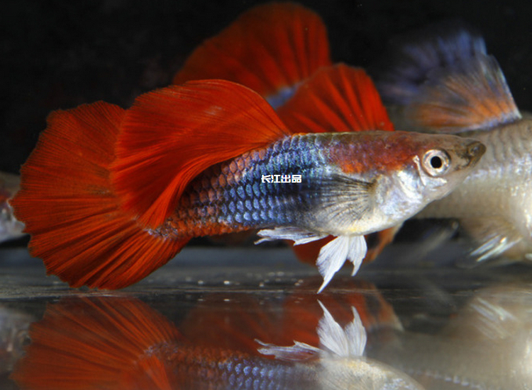 巴西扇大褶扇缎带绣球孔雀观赏鱼热带鱼活体鱼