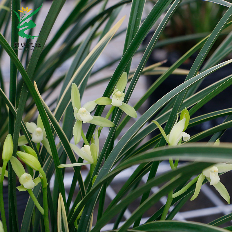翁源兰花金边建兰铁骨锦旗苗线艺带花苞浓香绿植