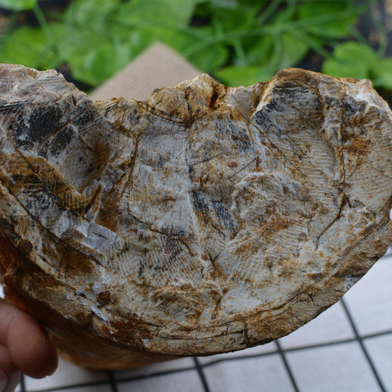 五花龙骨500g正品化石纯正中药材野生其他药食同源食品