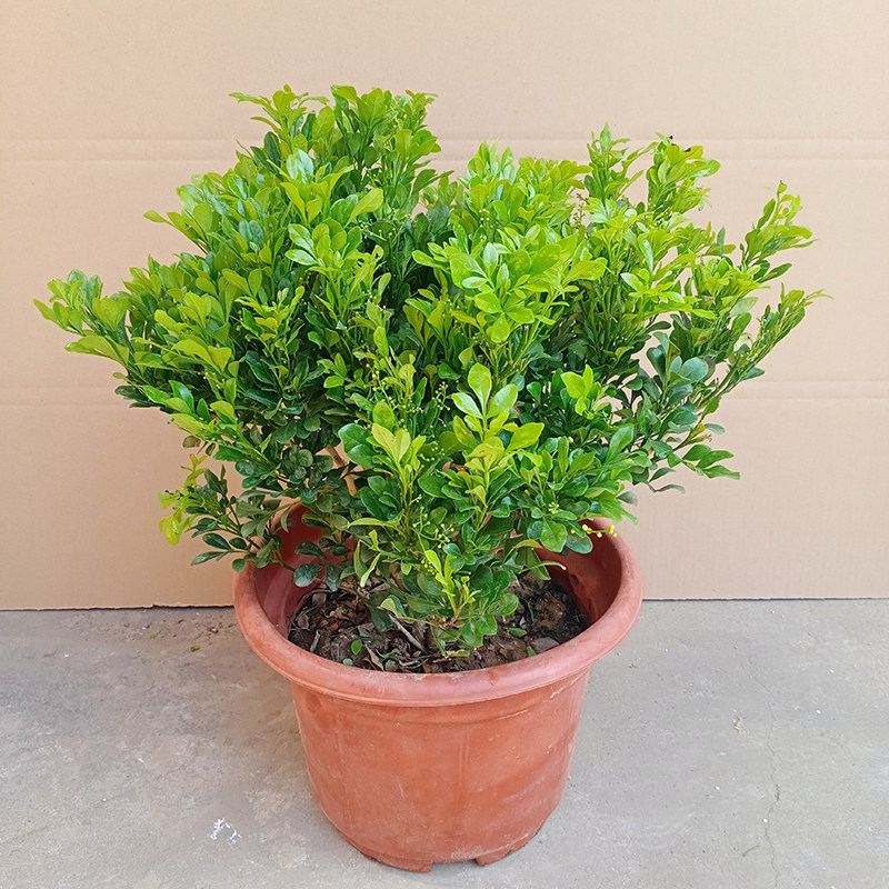 米兰香水盆栽客厅室外浓香香型花卉大棵老桩时令草本花卉