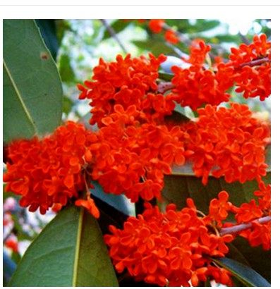 桂花树苗新品紫云紫色金桂丹桂沉香四季当年时令草本花卉