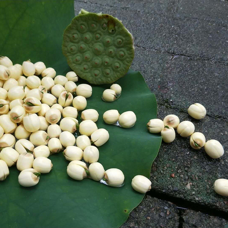 18年新鲜广昌莲芯茶手工通去白莲子芯200g农家自产散装降火养生茶