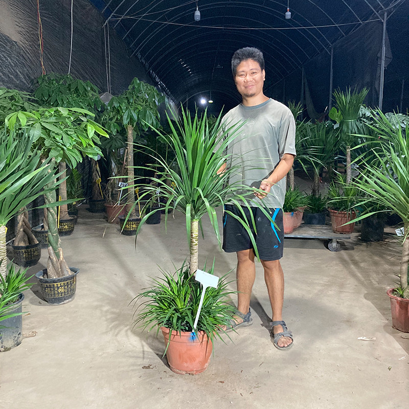 龙血树龙须木太空铁龙铁树老桩造型独杆单头大型绿植